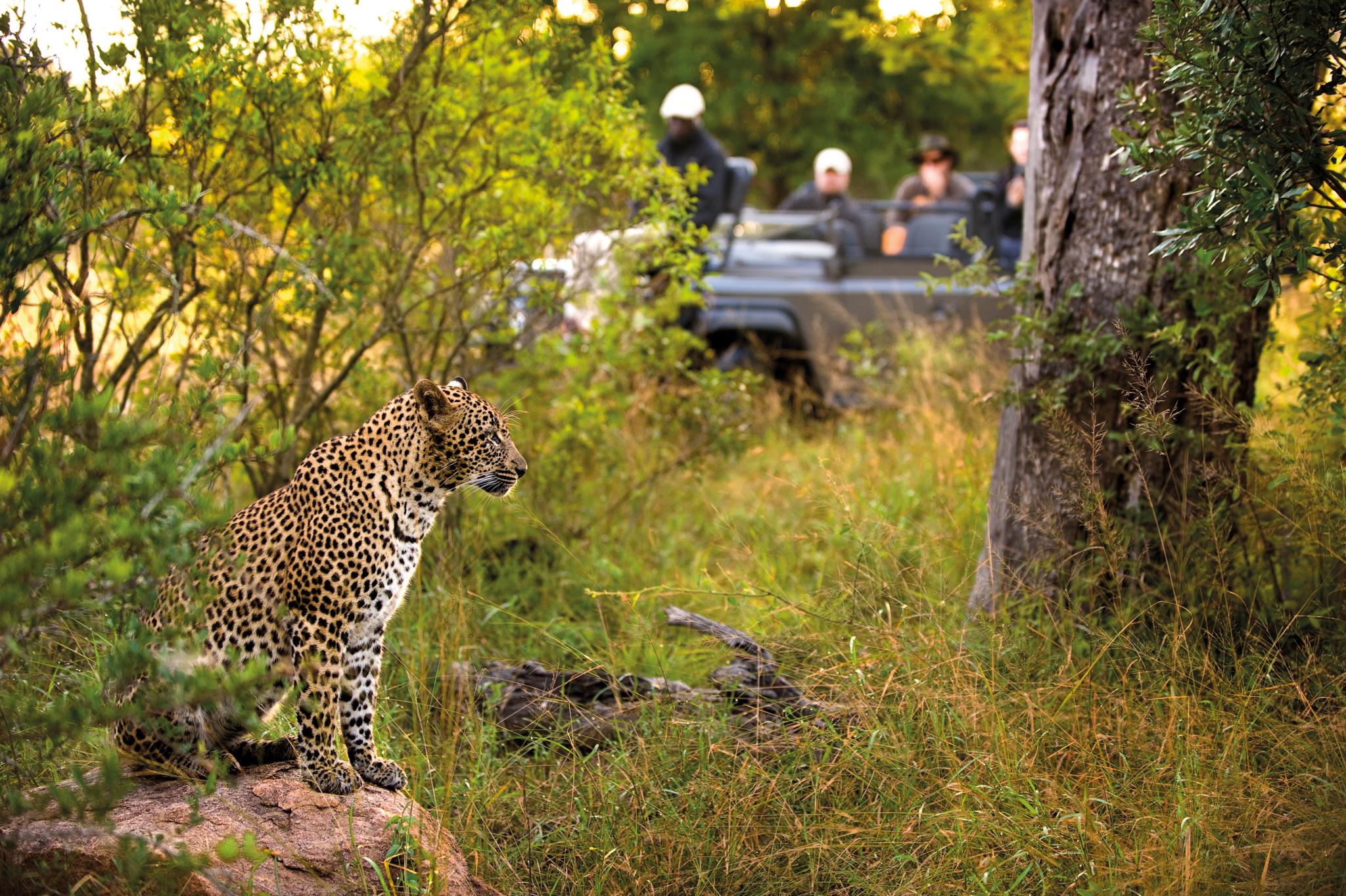 Lion Sands Narina Lodge サビ・サンド動物保護区 エクステリア 写真