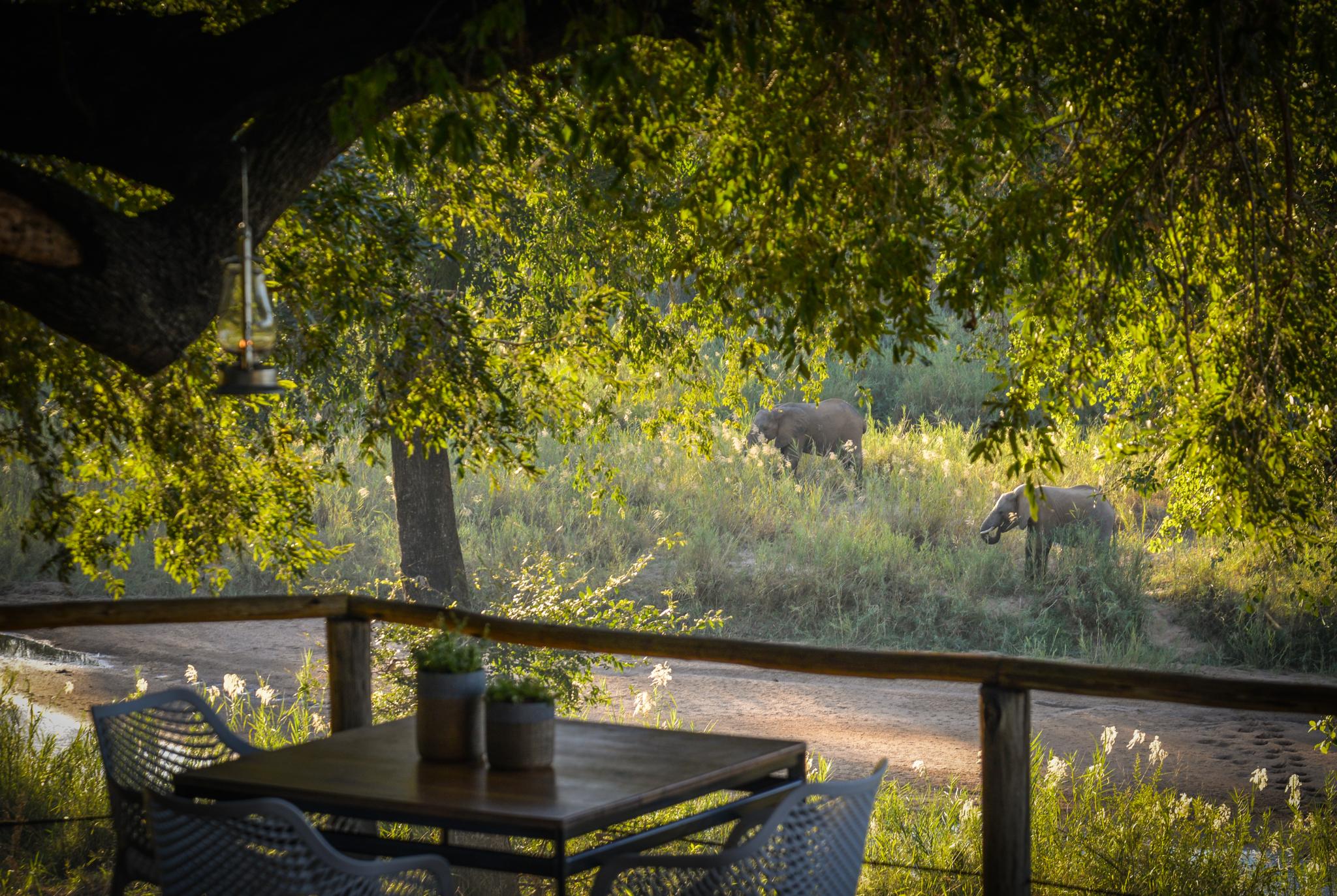 Lion Sands Narina Lodge サビ・サンド動物保護区 エクステリア 写真