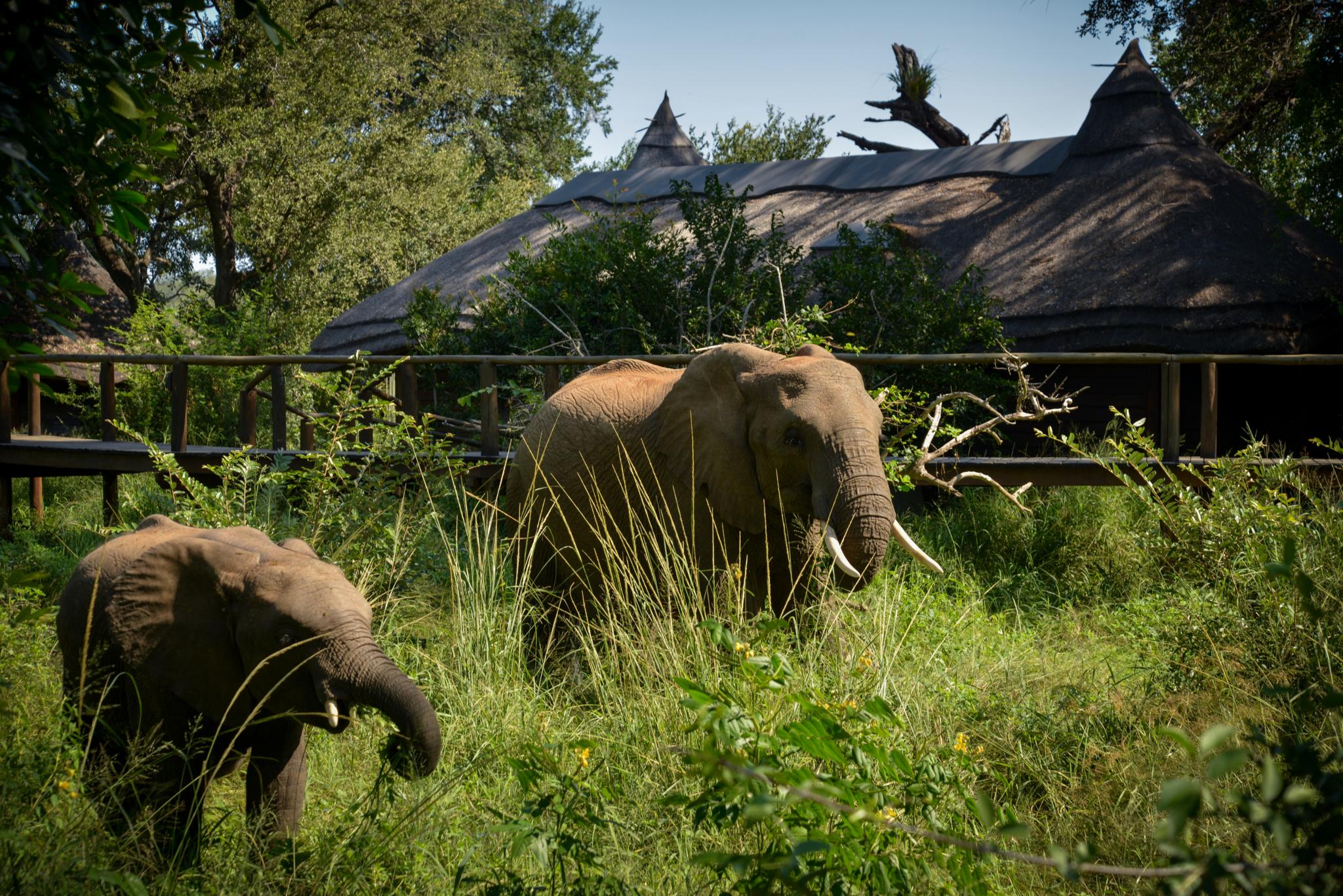 Lion Sands Narina Lodge サビ・サンド動物保護区 エクステリア 写真