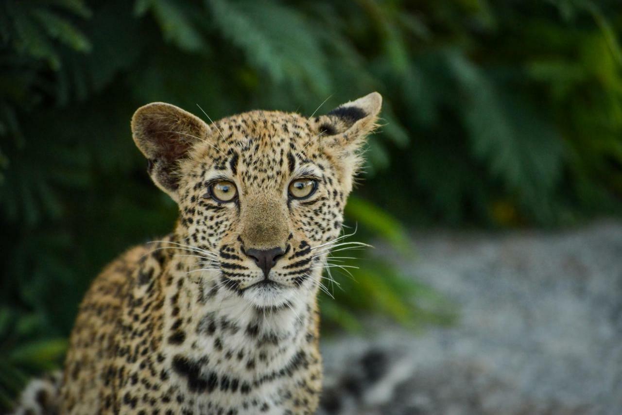 Lion Sands Narina Lodge サビ・サンド動物保護区 エクステリア 写真