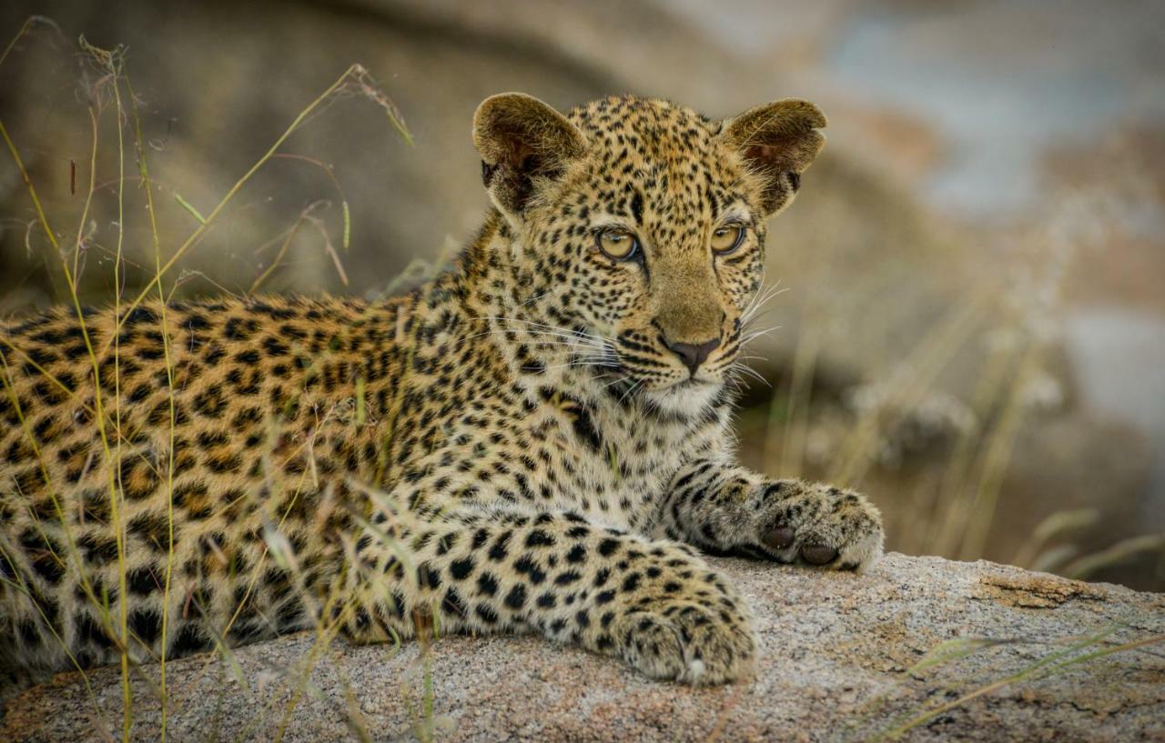 Lion Sands Narina Lodge サビ・サンド動物保護区 エクステリア 写真