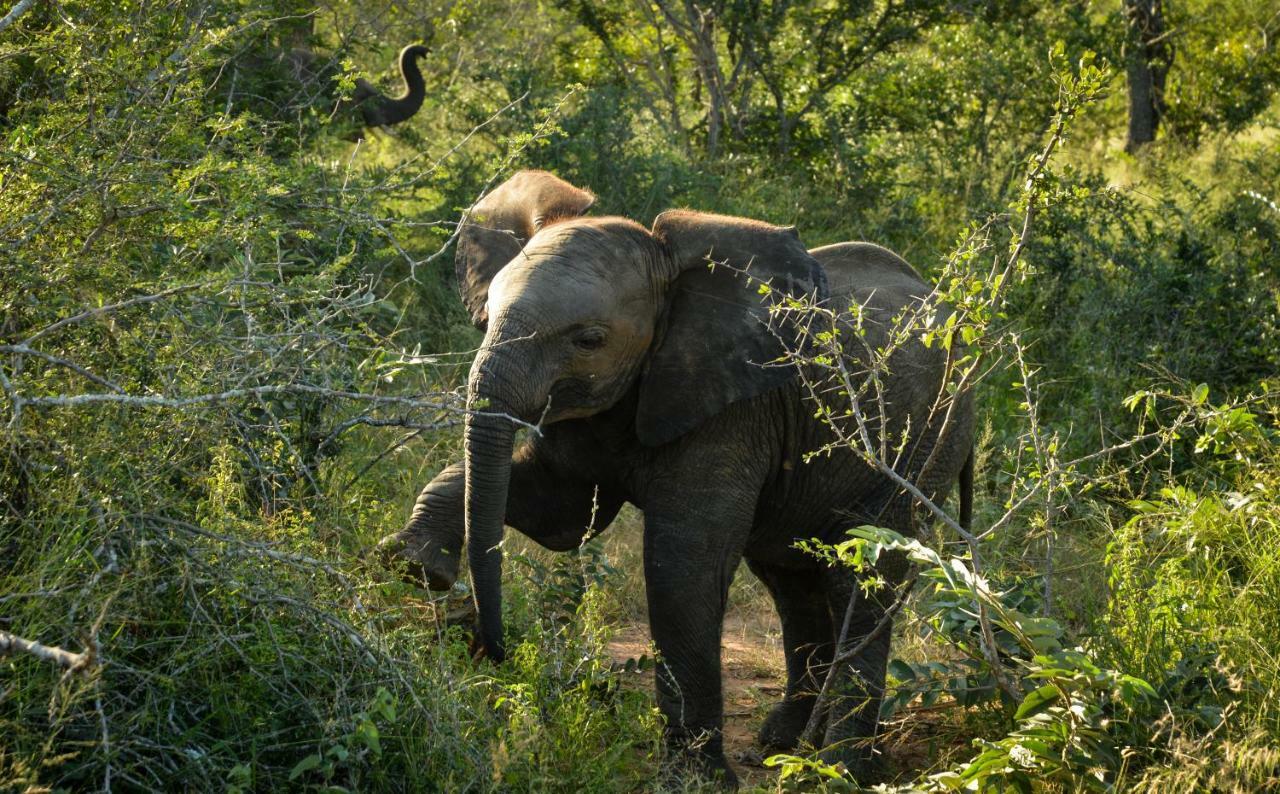 Lion Sands Narina Lodge サビ・サンド動物保護区 エクステリア 写真