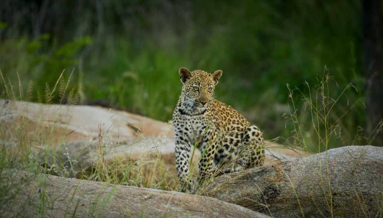 Lion Sands Narina Lodge サビ・サンド動物保護区 エクステリア 写真